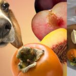 Can-Dogs-Eat-Persimmons