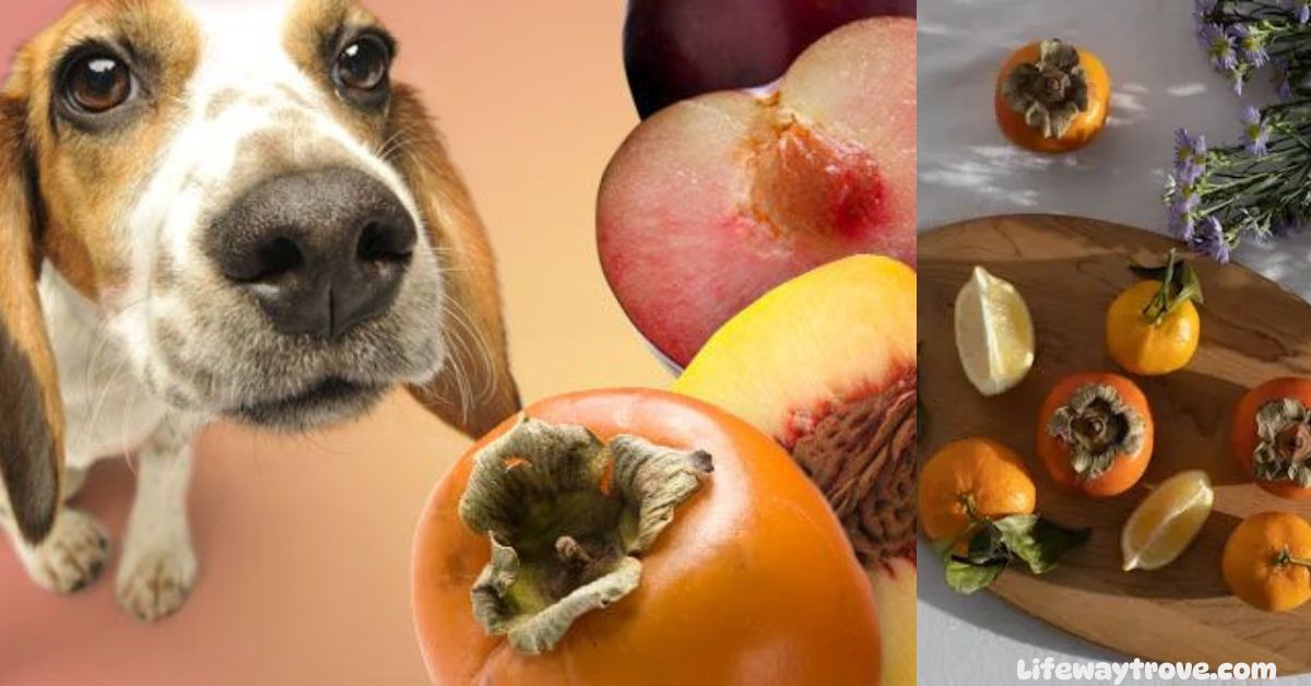 Can-Dogs-Eat-Persimmons
