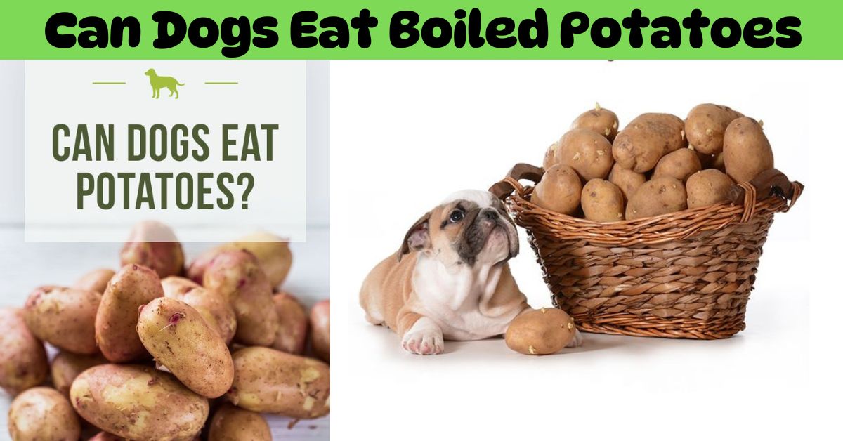 Can-Dogs-Eat-Boiled-Potatoes